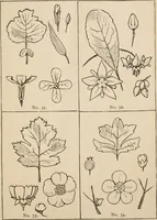 An illustration from Primer of design (1878)