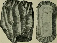 An illustration from Primitive man; (1900)