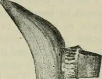 An illustration from Primitive man; (1900)