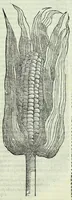 Picture 4 of 5 from Primo volume, & quarta editione delle navigationi et viaggi (1588), leaf 847