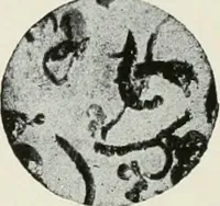 An illustration from The principles of advertising arrangement (1912)