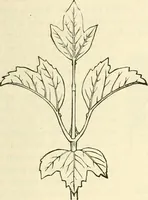 An illustration from Principles of decorative design (1873)