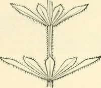 An illustration from Principles of decorative design (1873)