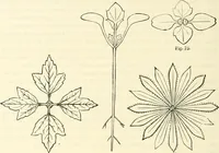 An illustration from Principles of decorative design (1873)