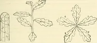 An illustration from Principles of decorative design (1873)