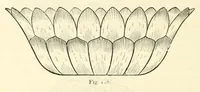 An illustration from Principles of decorative design (1873)