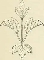 Picture 53 of 111 from Principles of decorative design (1870), leaf 104