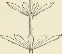 An illustration from Principles of decorative design (1870)