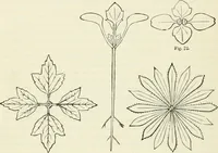 An illustration from Principles of decorative design (1870)
