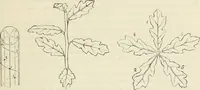 An illustration from Principles of decorative design (1870)