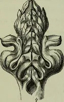 An illustration from The principles of Gothic ecclesiastical architecture : with an explanation of technical terms and a centenary of ancient terms ... (1882)