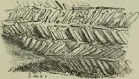 An illustration from The principles of Gothic ecclesiastical architecture : with an explanation of technical terms and a centenary of ancient terms ... (1882)