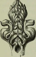 Picture 157 of 196 from The principles of Gothic ecclesiastical architecture : with an explanation of technical terms and a centenary of ancient terms ... (1882), leaf 246