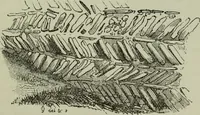 Picture 19 of 196 from The principles of Gothic ecclesiastical architecture : with an explanation of technical terms and a centenary of ancient terms ... (1882), leaf 70