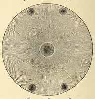 An illustration from The principles of light and color: including among other things the harmonic laws of the universe, the etherio-atomic philosophy of force, chromo chemistry, chromo therapeutics, and the general philosophy of the fine forces, together with numerous discoveries and practical applications .. (1878)
