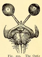 An illustration from The principles of light and color: including among other things the harmonic laws of the universe, the etherio-atomic philosophy of force, chromo chemistry, chromo therapeutics, and the general philosophy of the fine forces, together with numerous discoveries and practical applications .. (1878)