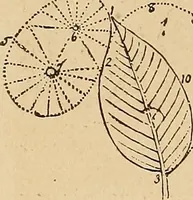 An illustration from The principles of light and color : including among other things the harmonic laws of the universe, the etherio-atomic philosophy of force, chromo chemistry, chromo therapeutics, and the general philosophy of the fine forces, together with numerous discoveries and practical applications. Illustrated by more than two hundred engravings and four colored plates (1896)