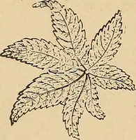 An illustration from The principles of light and color : including among other things the harmonic laws of the universe, the etherio-atomic philosophy of force, chromo chemistry, chromo therapeutics, and the general philosophy of the fine forces, together with numerous discoveries and practical applications. Illustrated by more than two hundred engravings and four colored plates (1896)