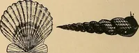 An illustration from The principles of light and color : including among other things the harmonic laws of the universe, the etherio-atomic philosophy of force, chromo chemistry, chromo therapeutics, and the general philosophy of the fine forces, together with numerous discoveries and practical applications. Illustrated by more than two hundred engravings and four colored plates (1896)