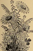 An illustration from The principles of light and color : including among other things the harmonic laws of the universe, the etherio-atomic philosophy of force, chromo chemistry, chromo therapeutics, and the general philosophy of the fine forces, together with numerous discoveries and practical applications. Illustrated by more than two hundred engravings and four colored plates (1896)