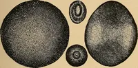 An illustration from The principles of light and color : including among other things the harmonic laws of the universe, the etherio-atomic philosophy of force, chromo chemistry, chromo therapeutics, and the general philosophy of the fine forces, together with numerous discoveries and practical applications. Illustrated by more than two hundred engravings and four colored plates (1896)