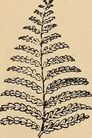 An illustration from The principles of light and color : including among other things the harmonic laws of the universe, the etherio-atomic philosophy of force, chromo chemistry, chromo therapeutics, and the general philosophy of the fine forces, together with numerous discoveries and practical applications. Illustrated by more than two hundred engravings and four colored plates (1896)