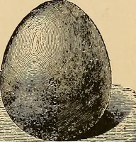 An illustration from The principles of light and color : including among other things the harmonic laws of the universe, the etherio-atomic philosophy of force, chromo chemistry, chromo therapeutics, and the general philosophy of the fine forces, together with numerous discoveries and practical applications. Illustrated by more than two hundred engravings and four colored plates (1896)