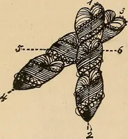 An illustration from The principles of light and color : including among other things the harmonic laws of the universe, the etherio-atomic philosophy of force, chromo chemistry, chromo therapeutics, and the general philosophy of the fine forces, together with numerous discoveries and practical applications. Illustrated by more than two hundred engravings and four colored plates (1896)