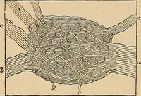 An illustration from The principles of light and color : including among other things the harmonic laws of the universe, the etherio-atomic philosophy of force, chromo chemistry, chromo therapeutics, and the general philosophy of the fine forces, together with numerous discoveries and practical applications. Illustrated by more than two hundred engravings and four colored plates (1896)