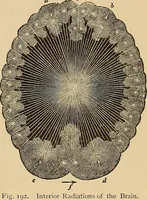 An illustration from The principles of light and color : including among other things the harmonic laws of the universe, the etherio-atomic philosophy of force, chromo chemistry, chromo therapeutics, and the general philosophy of the fine forces, together with numerous discoveries and practical applications. Illustrated by more than two hundred engravings and four colored plates (1896)