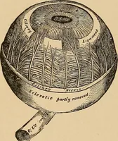An illustration from The principles of light and color : including among other things the harmonic laws of the universe, the etherio-atomic philosophy of force, chromo chemistry, chromo therapeutics, and the general philosophy of the fine forces, together with numerous discoveries and practical applications. Illustrated by more than two hundred engravings and four colored plates (1896)