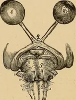 An illustration from The principles of light and color : including among other things the harmonic laws of the universe, the etherio-atomic philosophy of force, chromo chemistry, chromo therapeutics, and the general philosophy of the fine forces, together with numerous discoveries and practical applications. Illustrated by more than two hundred engravings and four colored plates (1896)