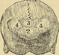 Picture 14 of 41 from The principles of phrenology (1838), leaf 116