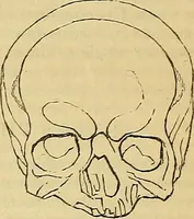An illustration from The principles of phrenology (1838)