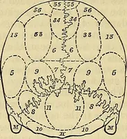Picture 19 of 41 from The principles of phrenology (1838), leaf 155
