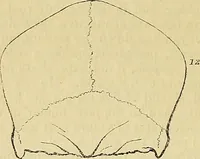 Picture 20 of 41 from The principles of phrenology (1838), leaf 159
