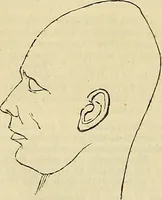An illustration from The principles of phrenology (1838)