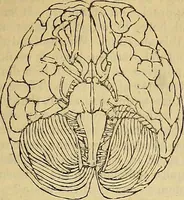 An illustration from The principles of phrenology (1838)