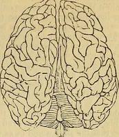 Picture 5 of 41 from The principles of phrenology (1838), leaf 76