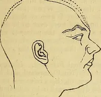 Picture 6 of 41 from The principles of phrenology (1838), leaf 88