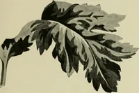 An illustration from The principles and practice of textile printing (1912)