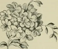 An illustration from The principles and practice of textile printing (1912)