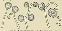 An illustration from The principles and practice of brewing (1907)