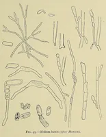 Picture 8 of 16 from The principles and practice of brewing (1907), leaf 313
