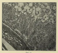 An illustration from The principles and practice of brewing (1907)
