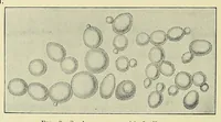 An illustration from The principles and practice of brewing (1907)