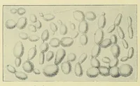 An illustration from The principles and practice of brewing (1907)