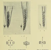 An illustration from The principles and practice of brewing (1907)