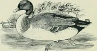 An illustration from The printed book, its history, illustration, and adornment, from the days of Gutenberg to the present time (1887)