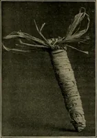 Picture 21 of 28 from The Priscilla basketry book a collection of baskets and other articles with lessons for working and directions for dyeing and staining (1911), leaf 20